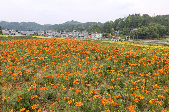 湖南，湘西，鲜花，百合花，盛开，村庄，美丽，游人，新农村，环境，增收