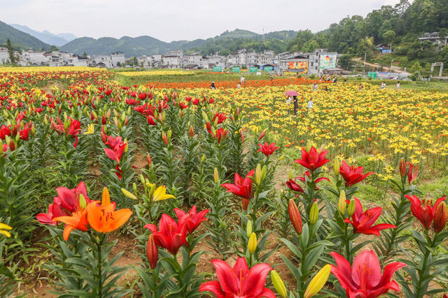 湖南，湘西，鲜花，百合花，盛开，村庄，美丽，游人，新农村，环境，增收