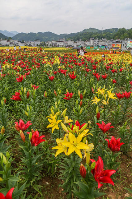 湖南，湘西，鲜花，百合花，盛开，村庄，美丽，游人，新农村，环境，增收