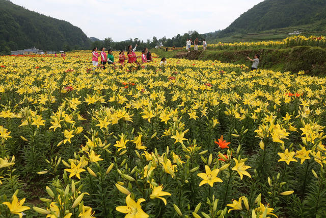 湖南，湘西，鲜花，百合花，盛开，村庄，美丽，游人，新农村，环境，增收