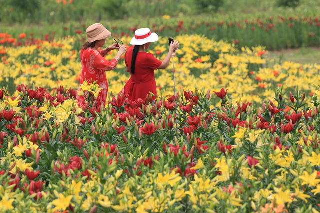 湖南，湘西，鲜花，百合花，盛开，村庄，美丽，游人，新农村，环境，增收