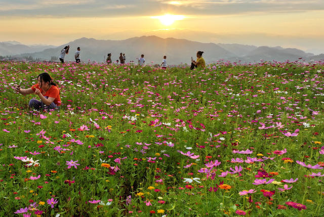 格桑花开游客来