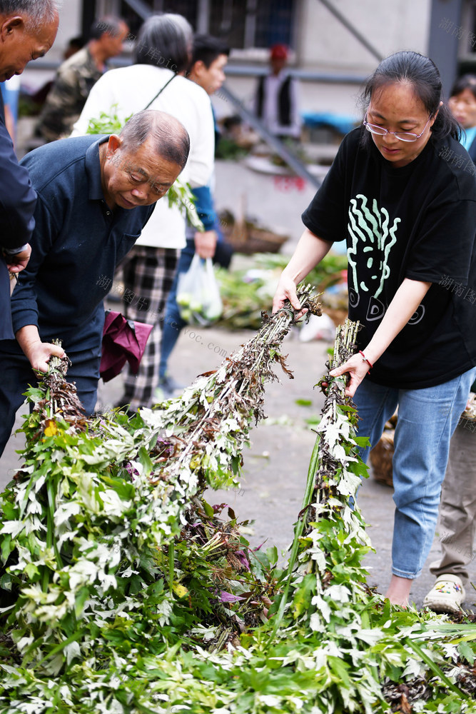 端午节 艾叶 风药 民俗 