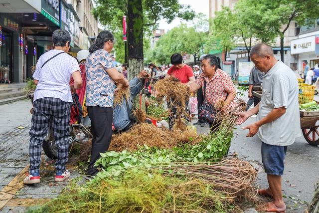 药草 端午 习俗 药市 药材
