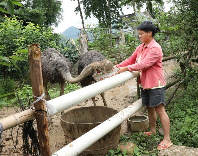 特色养殖   助农增收