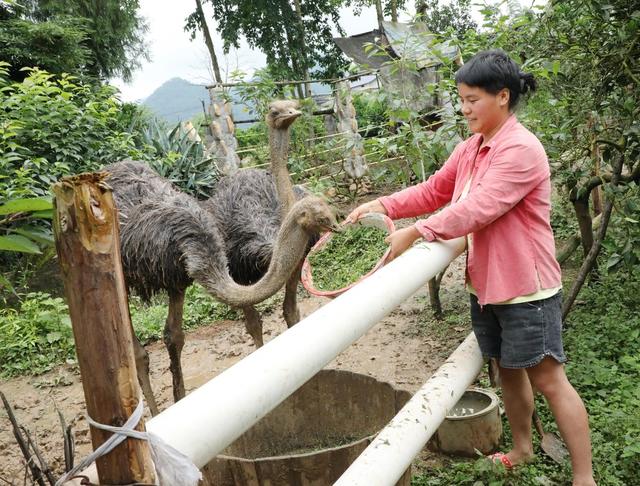 特色养殖   助农增收