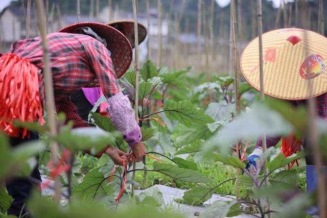 茄子 夏管 田 产业 农业 农民