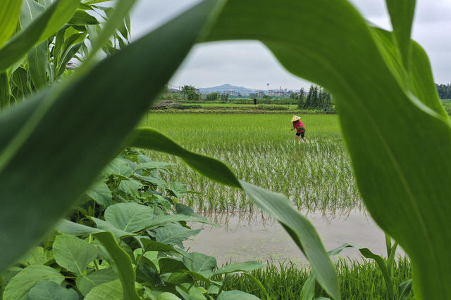 夏种 中稻 插秧 作物移栽 农机 插秧机