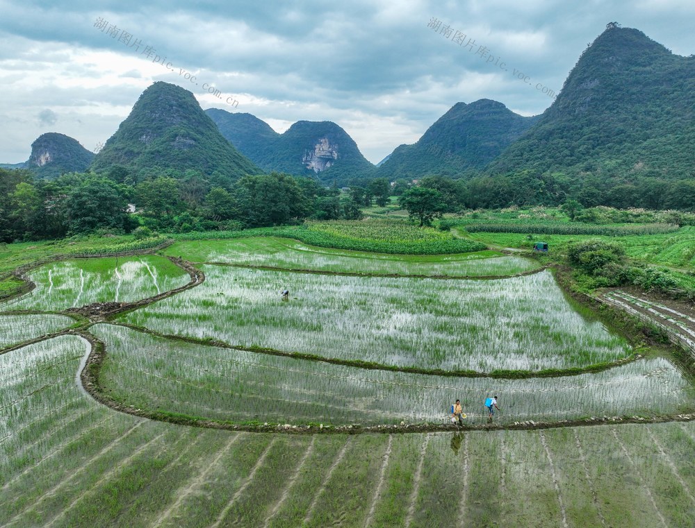 插秧
农事
道县