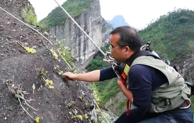 崀山  黄背 仿野生   石斛   产业