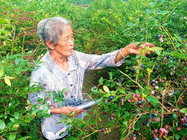 蓝莓 丰收 乐趣