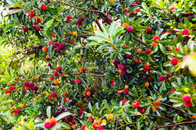 农村  种植  果木  杨梅  怀化中方