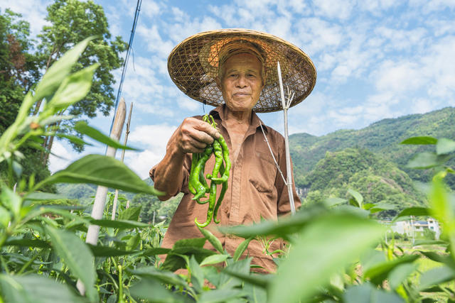 蔬菜经济  辣椒采摘时间长  摘辣椒喜增收