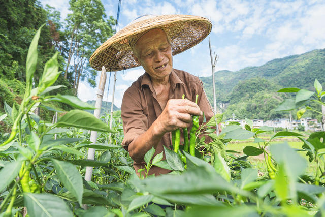 蔬菜经济  辣椒采摘时间长  摘辣椒喜增收