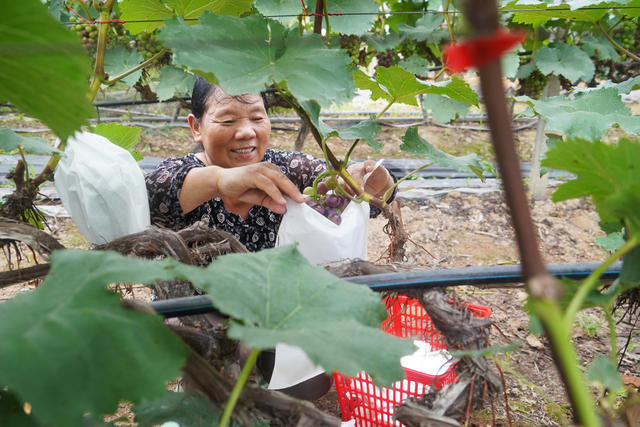 大棚  葡萄  套袋  管护  增收  