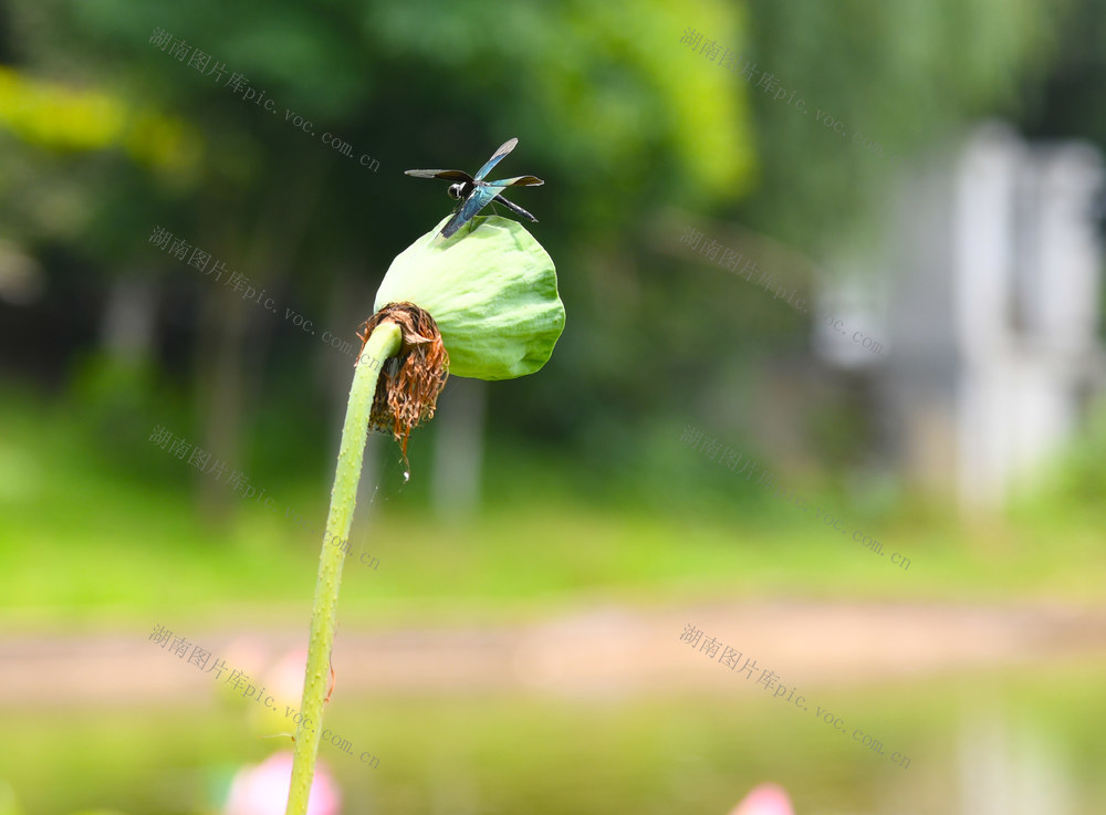 蝶形蜻蜓