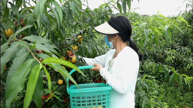 黄桃采摘；水果采摘；瓜果丰收；