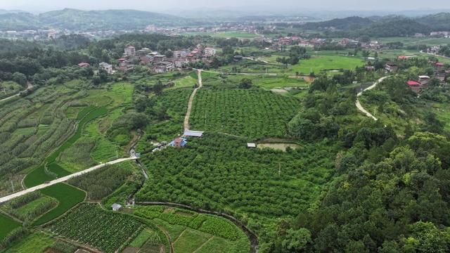 黄桃采摘；水果采摘；瓜果丰收；
