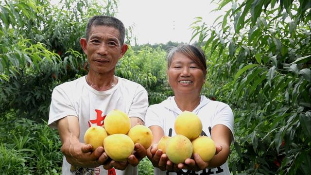 黄桃采摘；水果采摘；瓜果丰收；