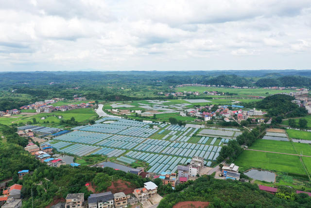 和美  乡村  乡村振兴  村庄  水稻  小河  美丽乡村