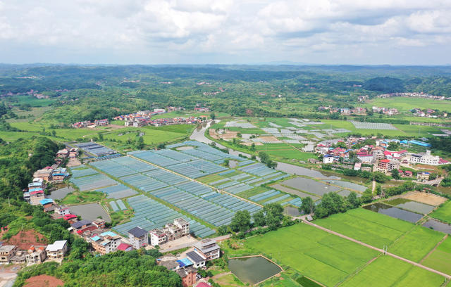 和美  乡村  乡村振兴  村庄  水稻  小河  美丽乡村