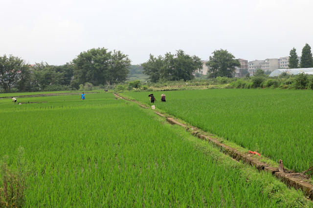 湖南邵东  水稻  稻田  田管  农民  增收  除草