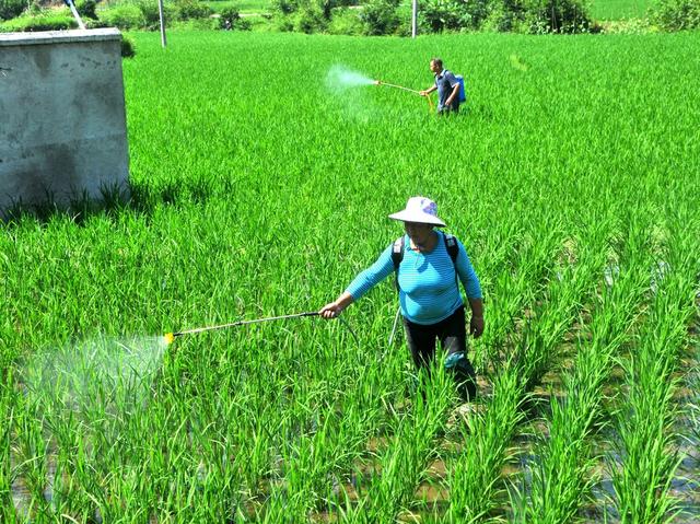 病虫  新宁  防治 作业