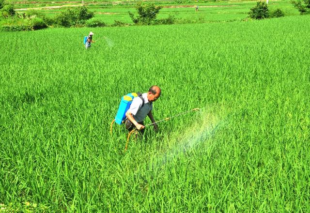 病虫  新宁  防治 作业