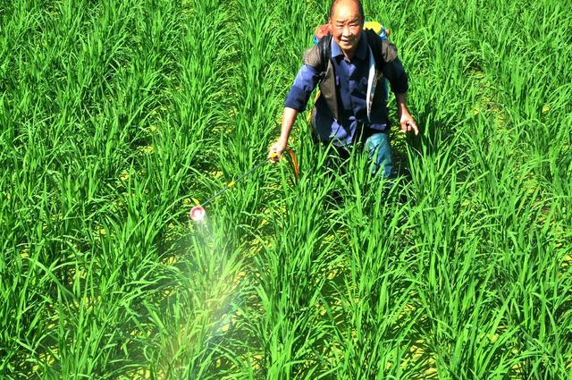 病虫  新宁  防治 作业