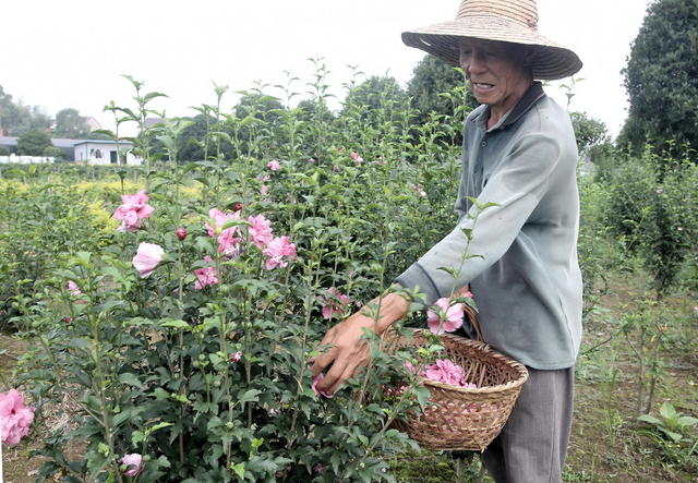 极口具口价值口木槿花