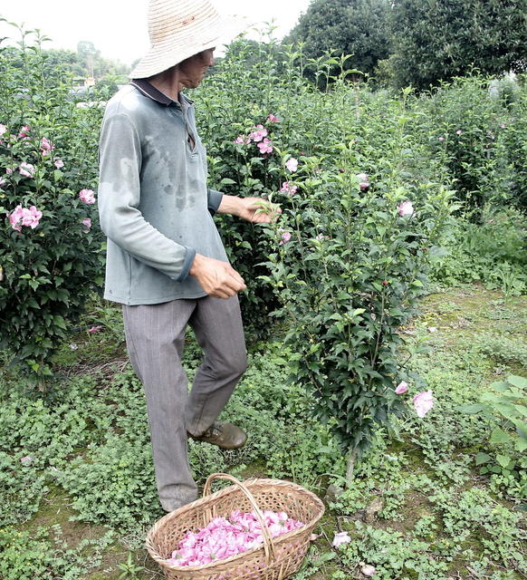 极口具口价值口木槿花