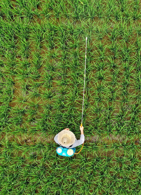 嘉禾：抢农时 防虫忙