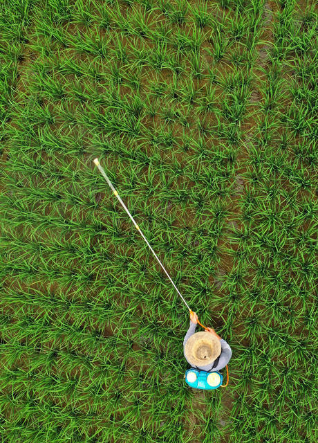 嘉禾：抢农时 防虫忙