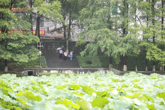 吉首 荷花 大学 风雨湖 绽放  荷香 浸人心脾 市民 赏荷 休闲