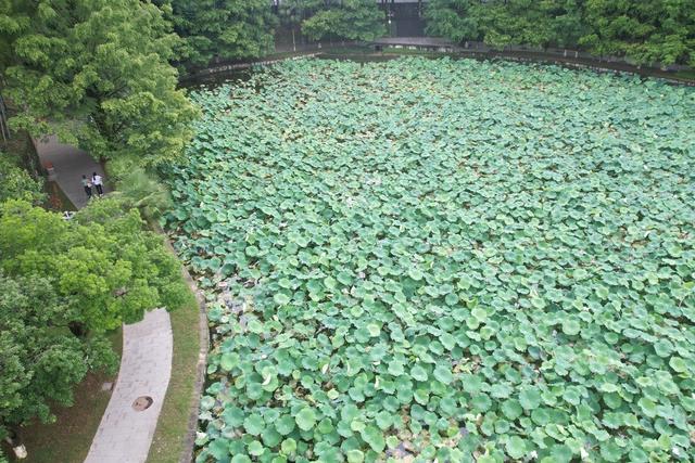 吉首 荷花 大学 风雨湖 绽放  荷香 浸人心脾 俯瞰 环绕
层层叠叠 点缀 画卷