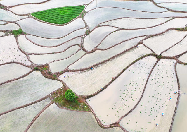 夏至 农事 农时 插秧 粮食 生产