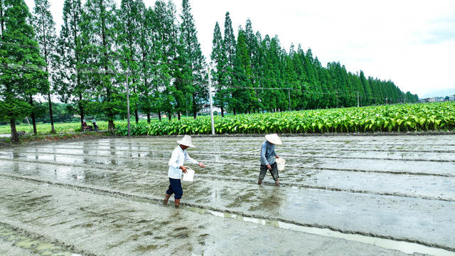夏至、农业、农村、农事