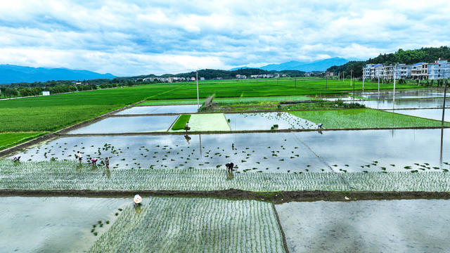 夏至、农业、农村、农事
