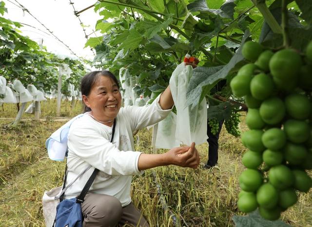  葡萄“保护衣”   套袋促增收