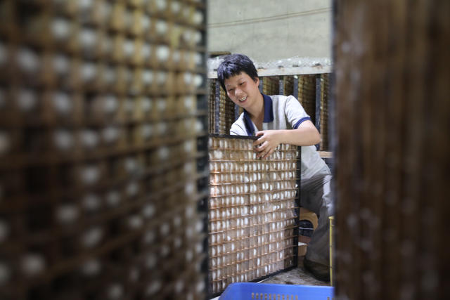 蚕茧 采收
