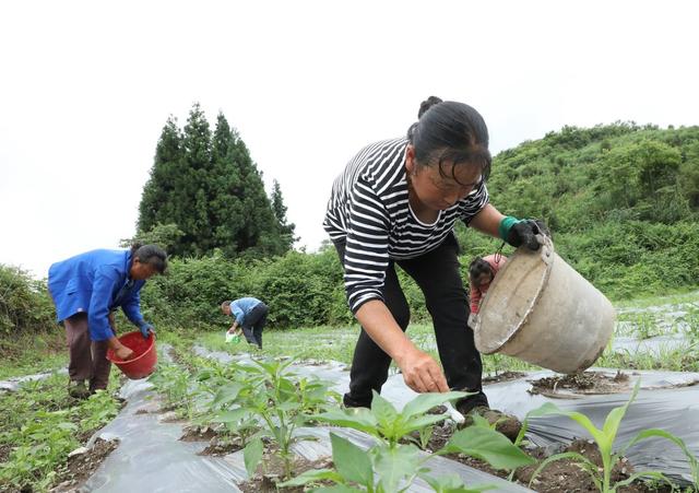 玉米套种辣椒    实现“一季双收”