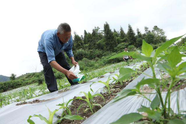 玉米套种辣椒    实现“一季双收”