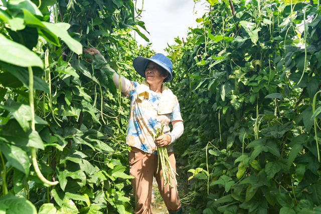 夏日农忙 蔬菜丰收 菜篮子