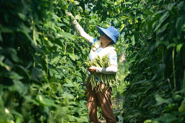 夏日农忙 蔬菜丰收 菜篮子