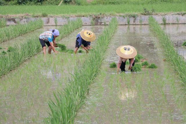 水稻制种
插秧
订单农村 
