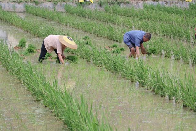 水稻制种
插秧
订单农村 