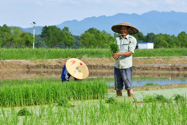 夏至、农事忙、中稻、插秧、飞防