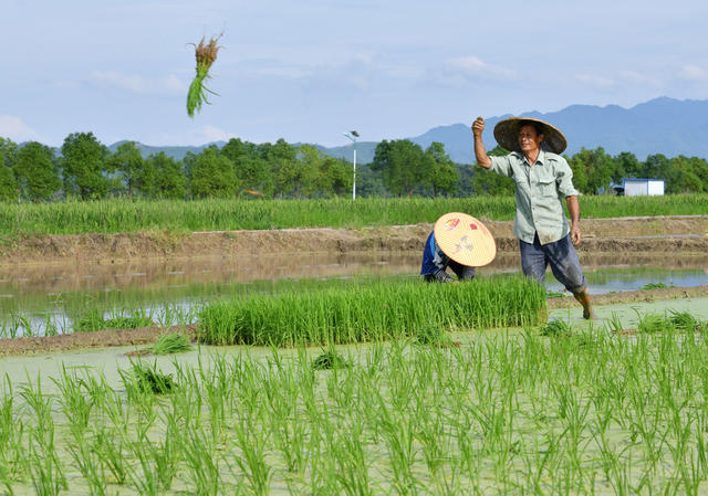 夏至、农事忙、中稻、插秧、飞防