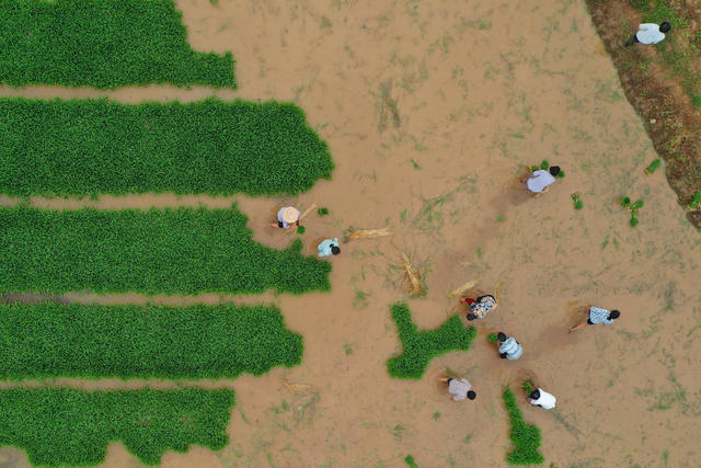 夏至时节农事忙