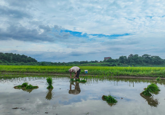 夏至
道县
农事